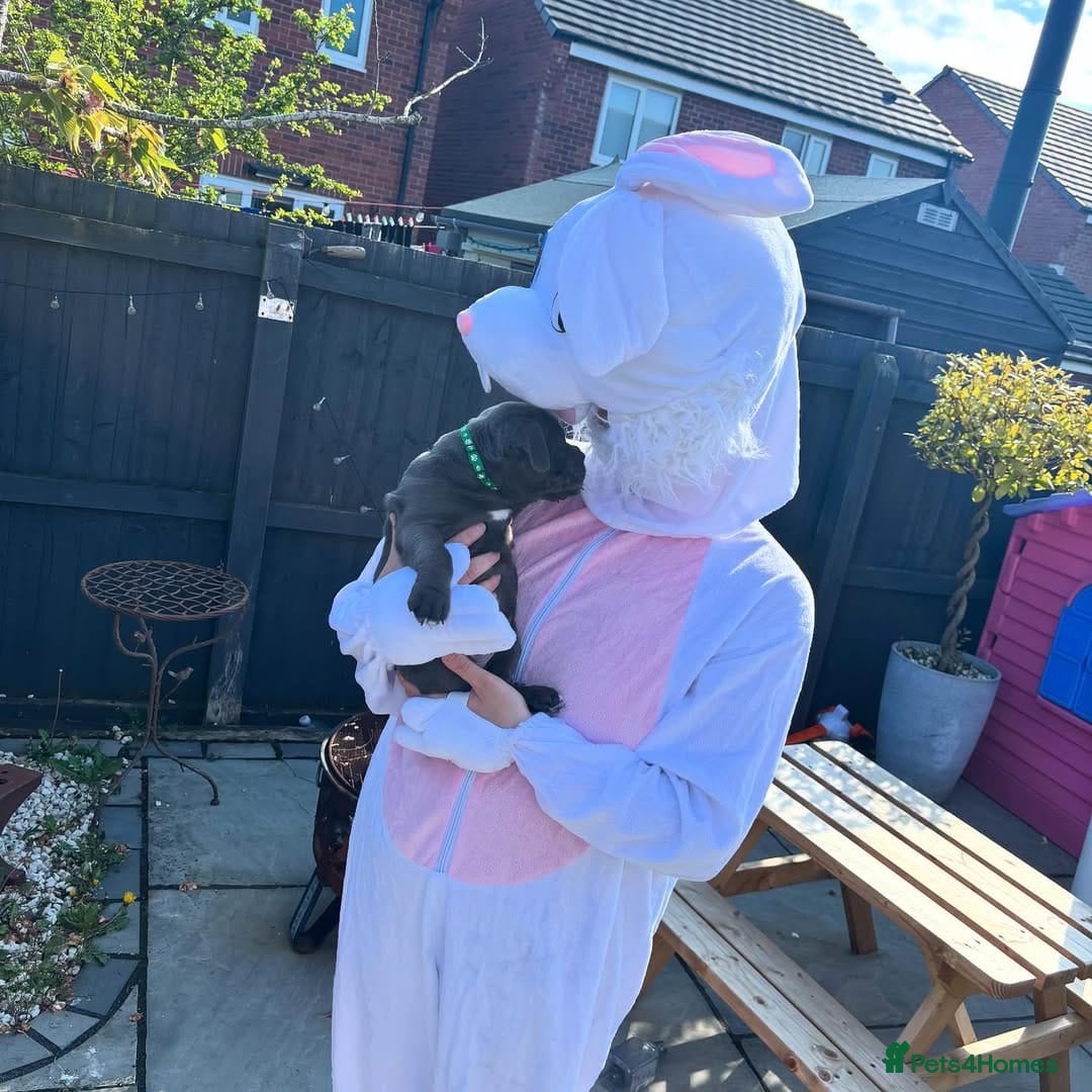 Staffordshire Bull Terrier dogs for sale: staffy puppies - Image 8