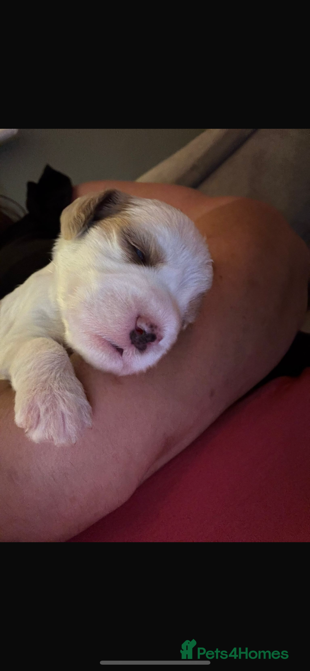 Mixed Breed dogs for sale: CockerpooXitalian spinone poo  - Image 4