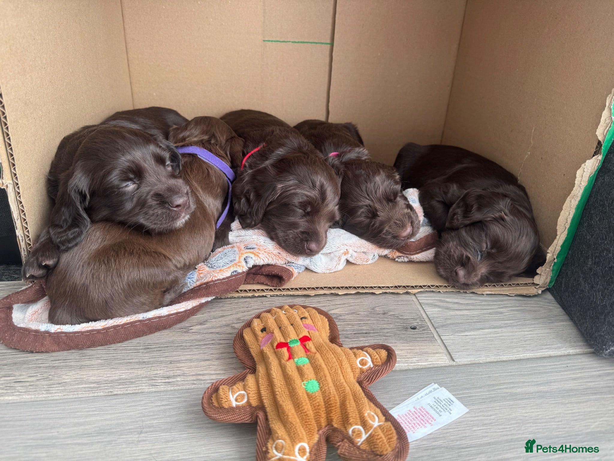 Cocker Spaniel dogs Cocker Spaniel Puppies For Sale - Advert 1