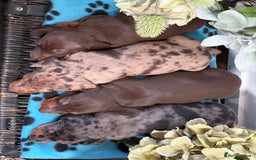Miniature Dachshund dogs for sale: Miniature Daschund KC. PRA-OI-CRD-PRA-NCL - Image 27
