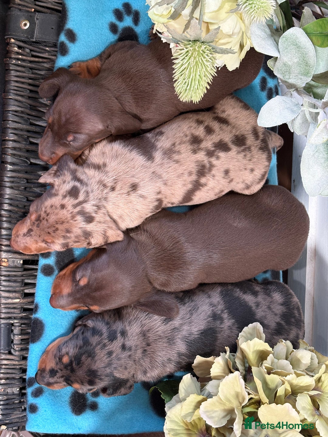 Miniature Dachshund dogs for sale: Miniature Daschund KC. PRA-OI-CRD-PRA-NCL - Image 27