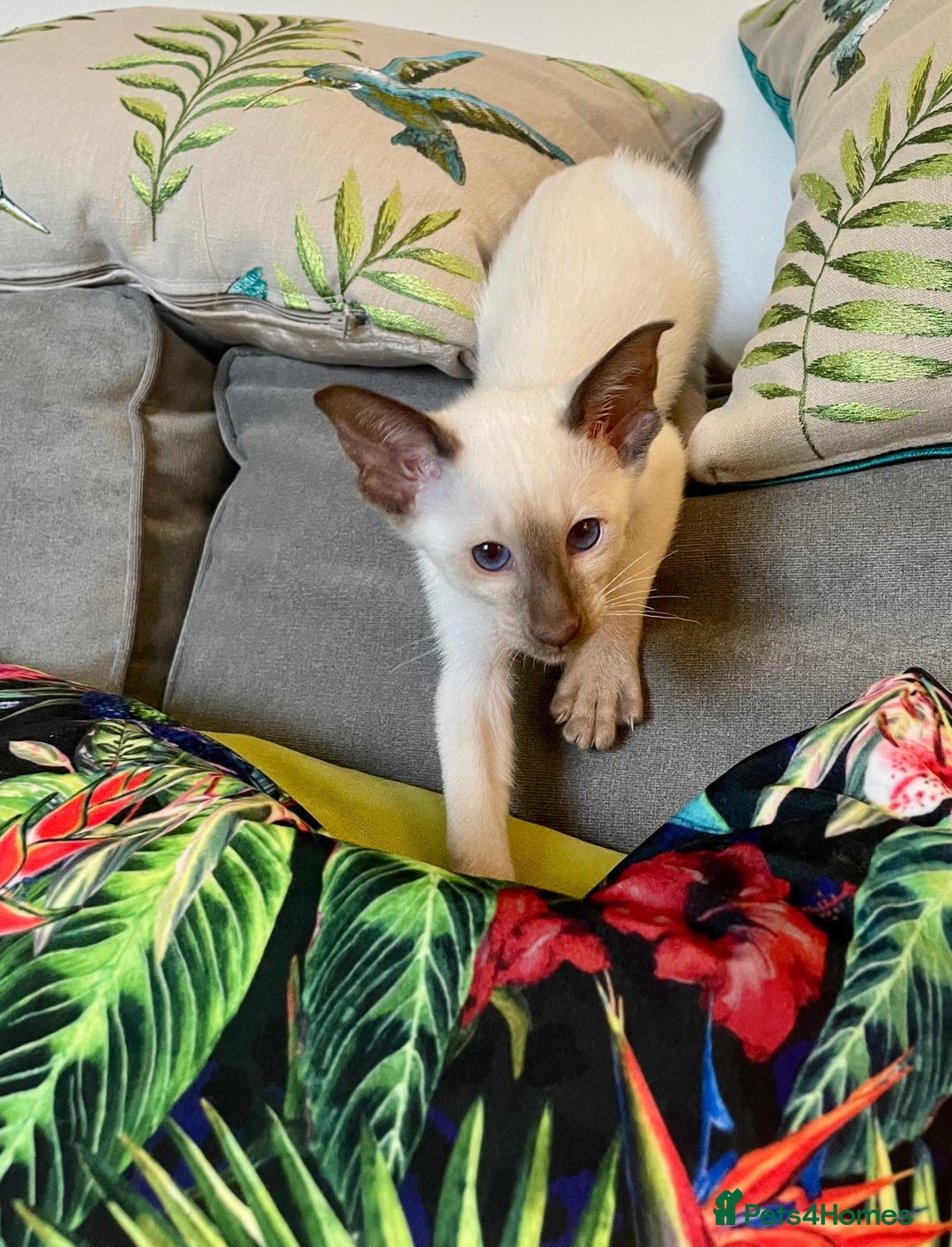 Siamese cats for sale: 2 GCCF Siamese Kittens Available - Advert 10