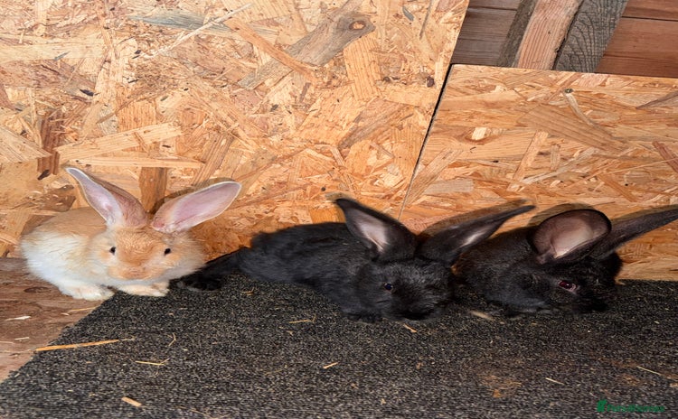Continental Giant rabbits - Advert 12