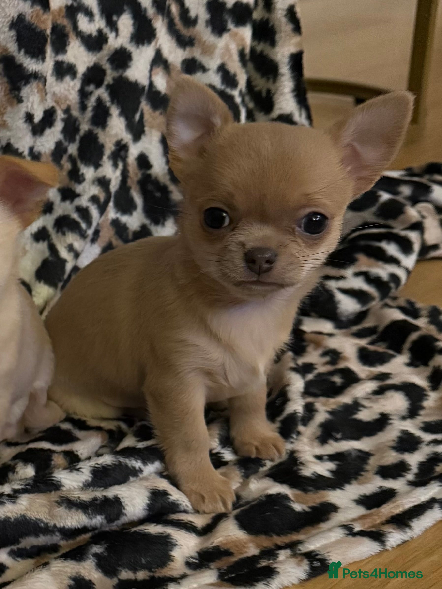 Chihuahua dogs Short- haired Chihuahua girls - Advert 4