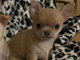 Chihuahua dogs Short- haired Chihuahua girls - Advert 4