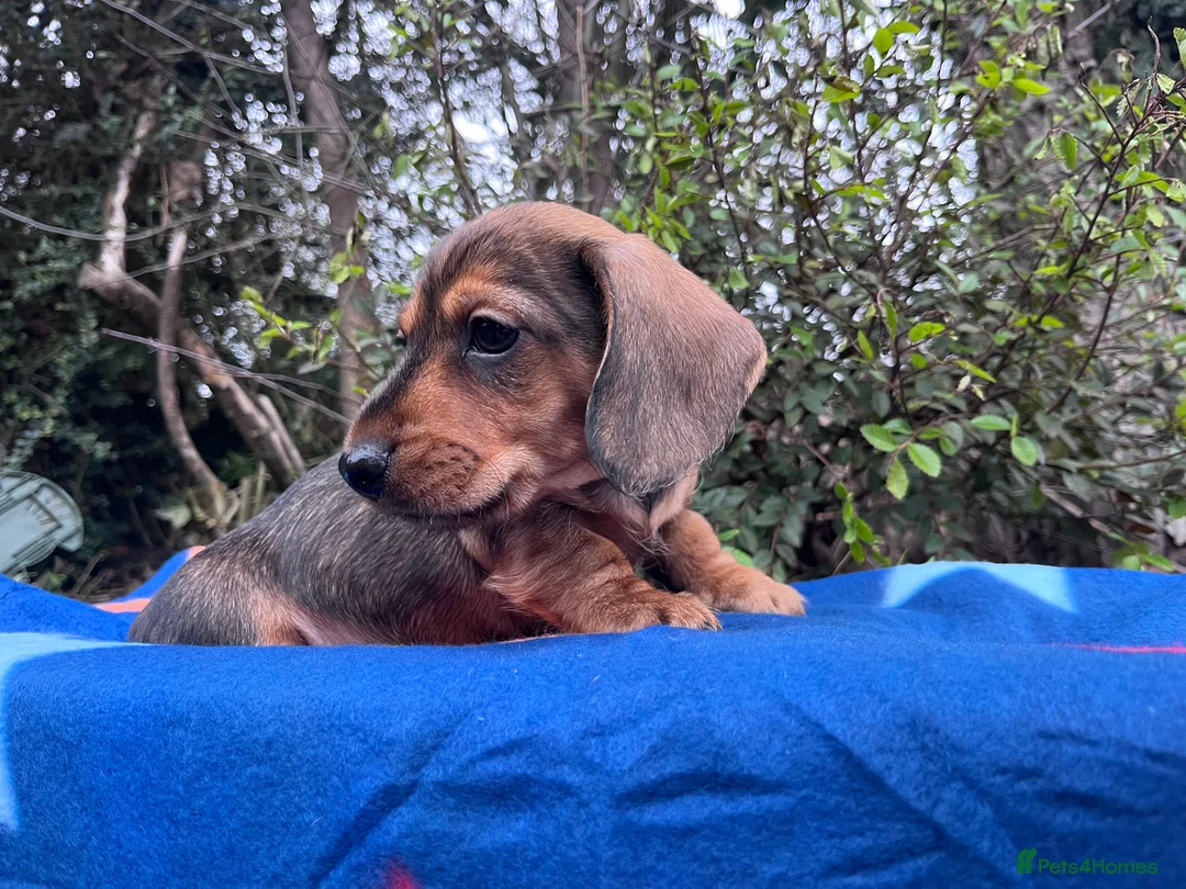 Miniature Dachshund dogs for sale: Health tested KC Miniature Wire Dachshunds - Advert 2