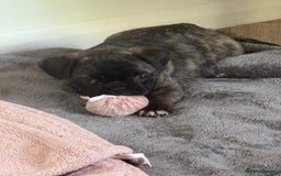 Frug dogs for sale: Girl frug ready to go to her forever home - Image 17