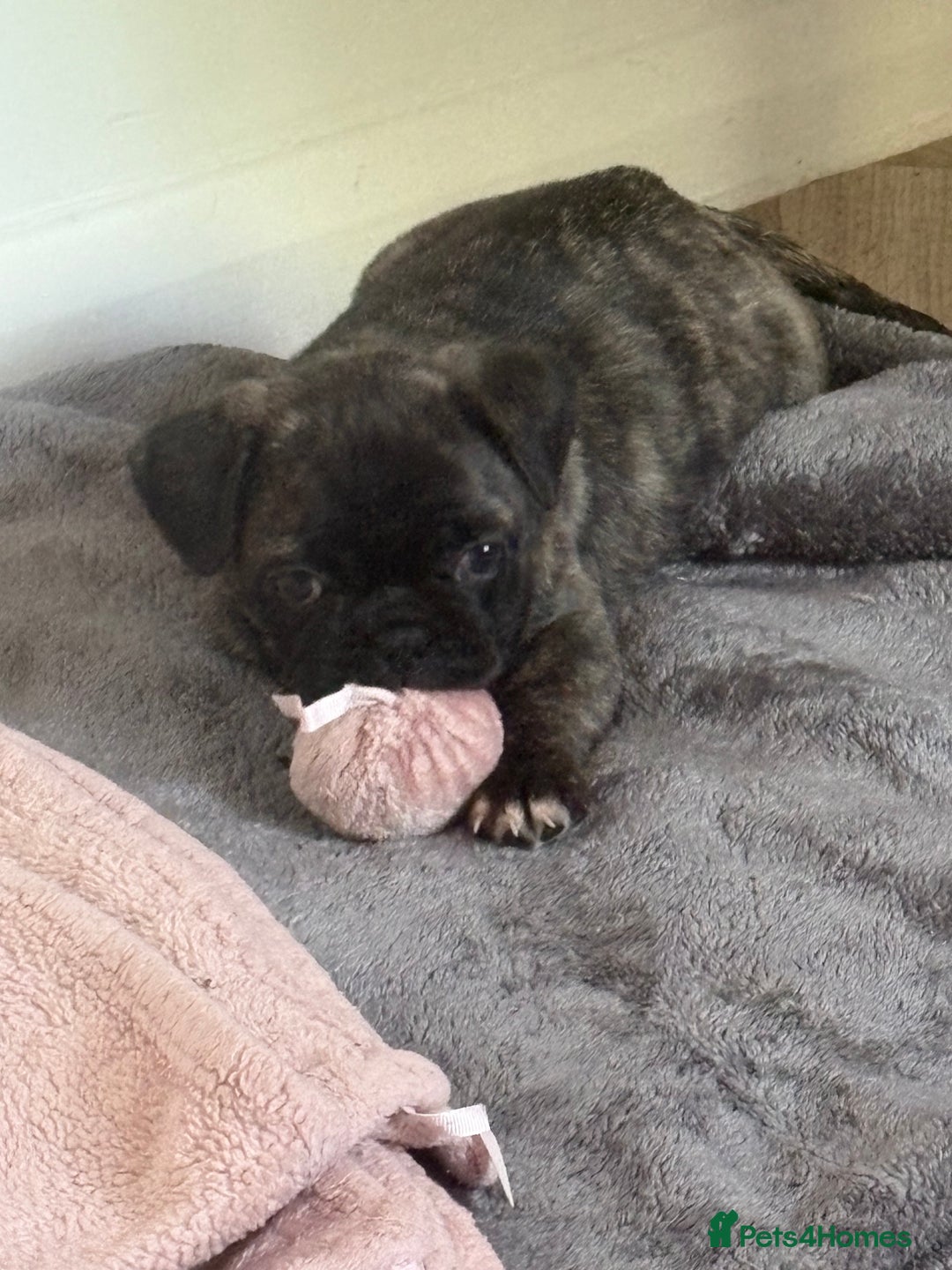 Frug dogs for sale: Girl frug ready to go to her forever home - Image 17