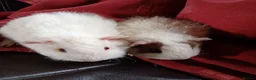 Guinea Pig rodents for sale: Baby guinea pigs  in Petworth - Advert 9