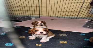 Cavalier King Charles Spaniel dogs - Advert 4