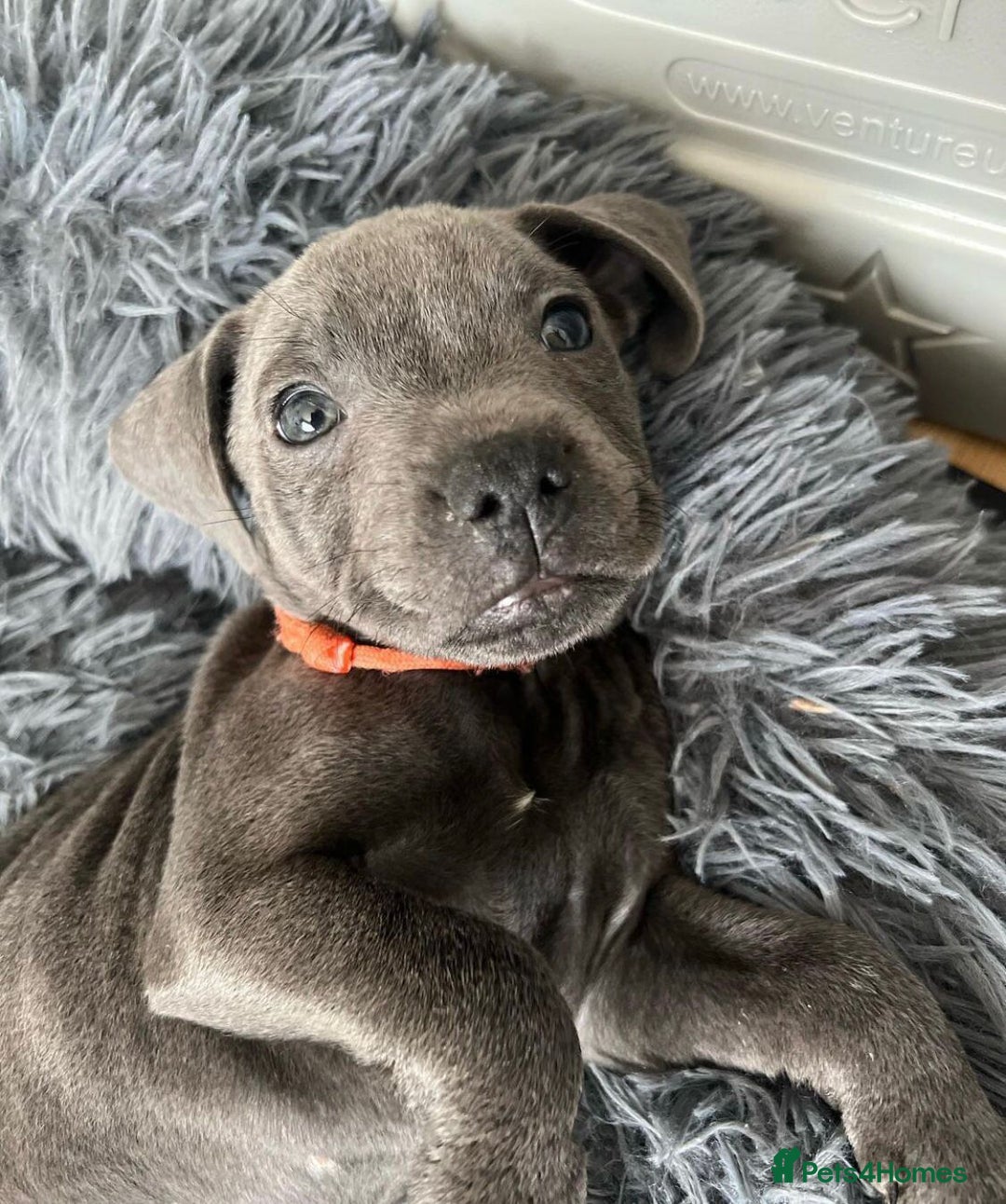 Staffordshire Bull Terrier dogs for sale: Kc blue staffordshire bull terrier puppies - Advert 8