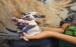 Chihuahua dogs for sale: Gorgeous Chihuahua Puppies Looking 4 Forever Homes - Image 24