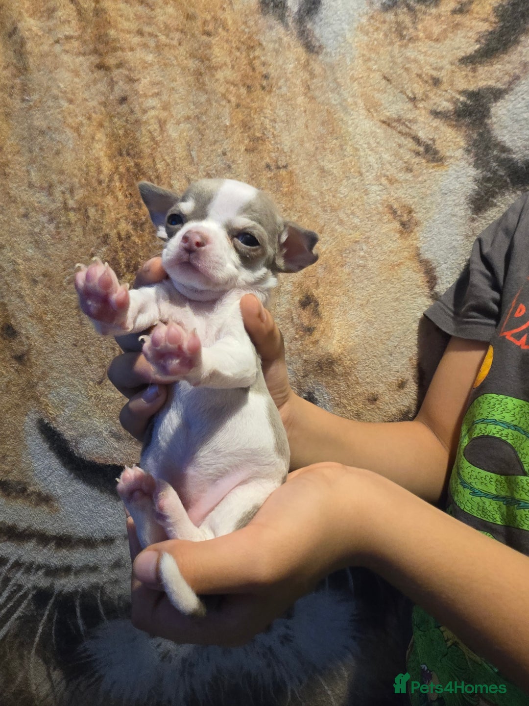 Chihuahua dogs for sale: Gorgeous Chihuahua Puppies Looking 4 Forever Homes - Image 24