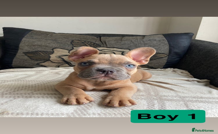Mixed Breed dogs in Carlisle - Advert 2