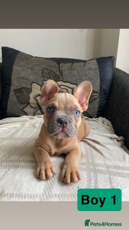 Mixed Breed dogs in Carlisle - Advert 8