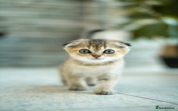 Scottish Fold cats for sale: Need home ASAP Full pedigreeTICA reg Scottish Fold in Barnet - Image 29