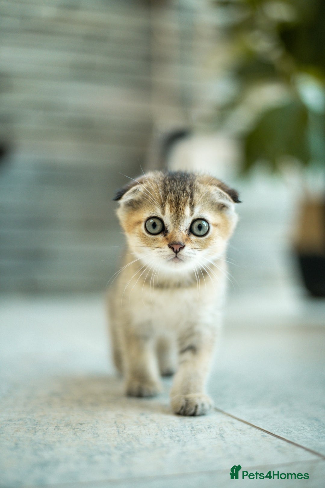 Scottish Fold cats for sale: Need home ASAP Full pedigreeTICA reg Scottish Fold in Barnet - Image 29