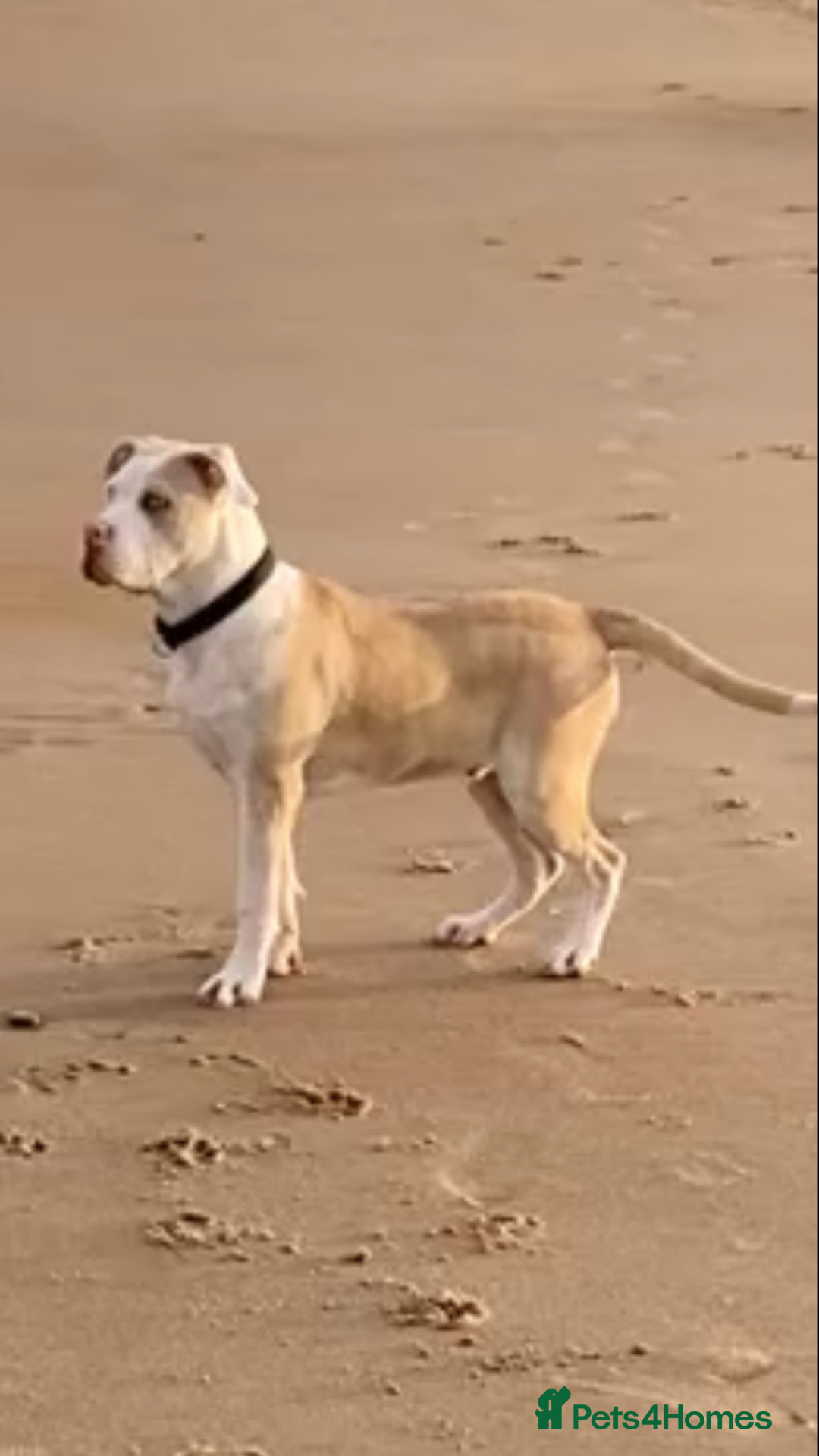 Alapaha Blue Blood Bulldog dogs for stud: Alapaha blue blood bulldog - Advert 10