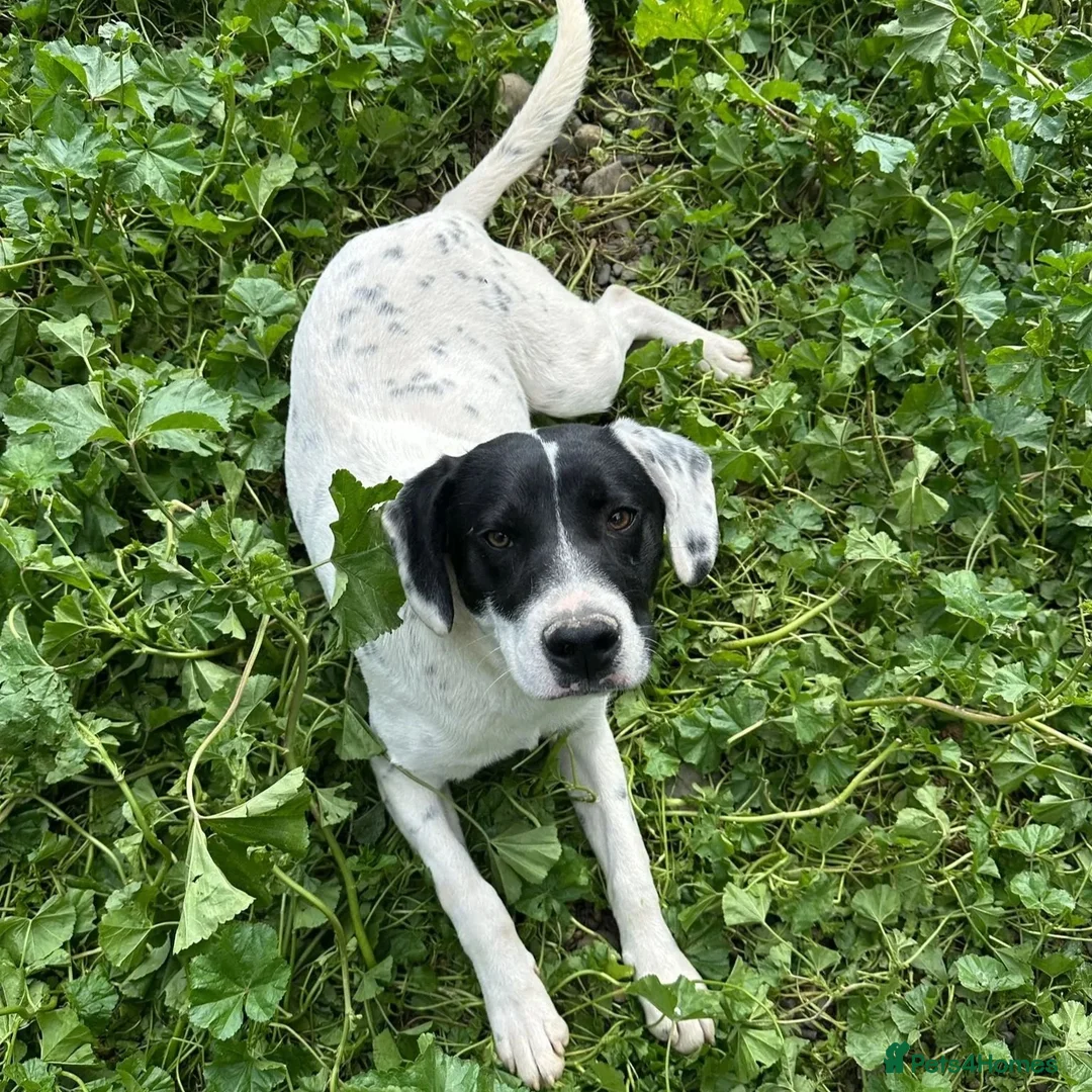 Mixed Breed dogs for adoption: Fisher - Advert 2