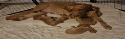 Labrador Retriever dogs for sale: Ready Now! Beautiful Red Fox Labrador Puppies - Advert 13