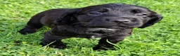 Cocker Spaniel dogs for sale: Cocker Spaniel puppies working line - Advert 9
