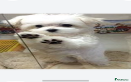 Maltese dogs for sale: Maltese - Image 6