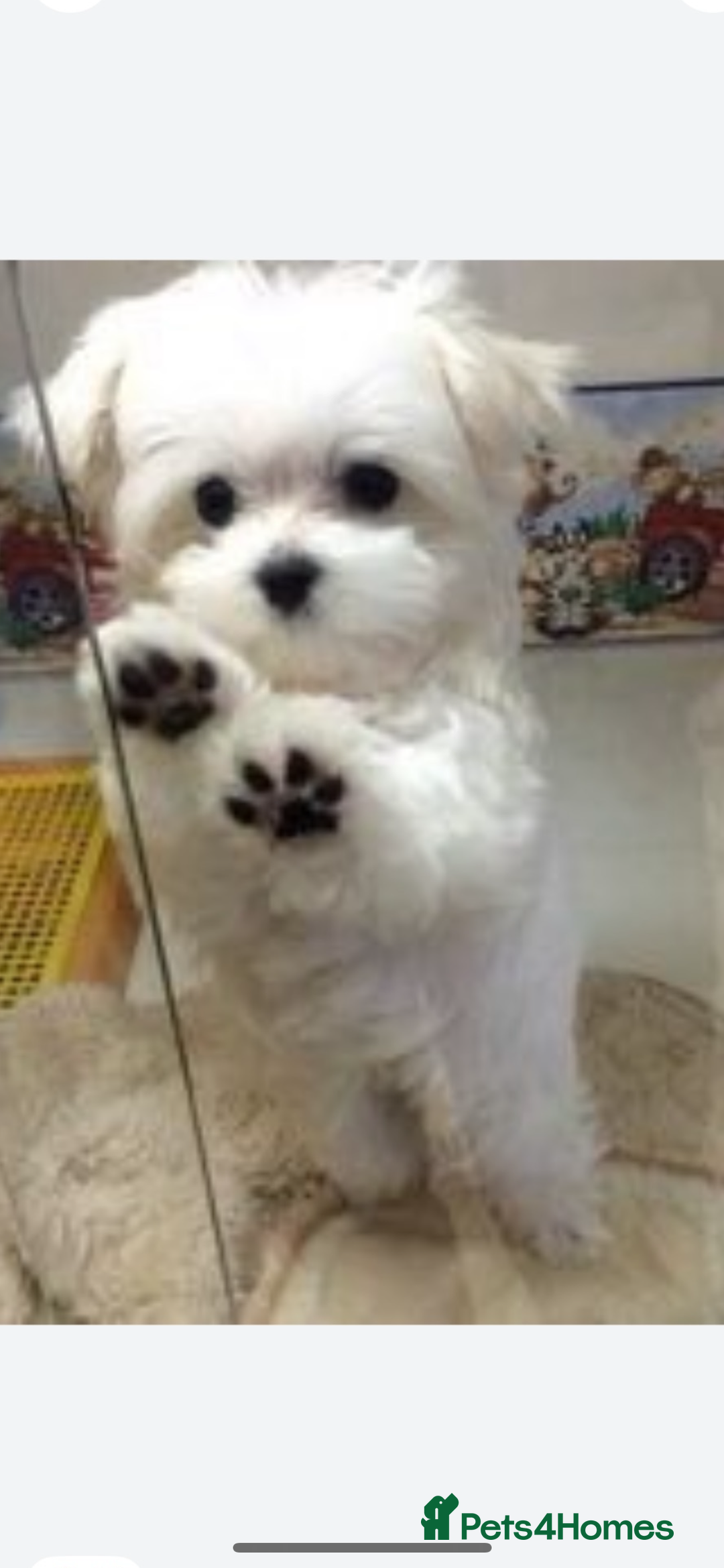 Maltese dogs for sale: Maltese - Image 6