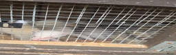 Ferret rodents for sale: Ferrets  in Lincoln - Advert 1