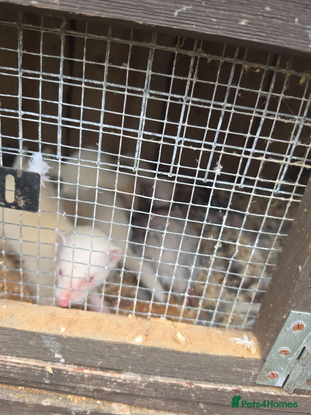Ferret rodents for sale: Ferrets  in Lincoln - Advert 1