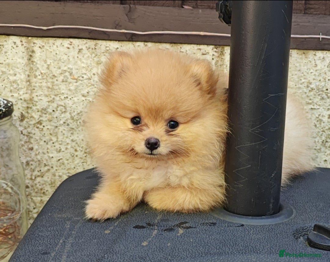 Pomeranian dogs for sale: Pomeranian girls  - Image 13