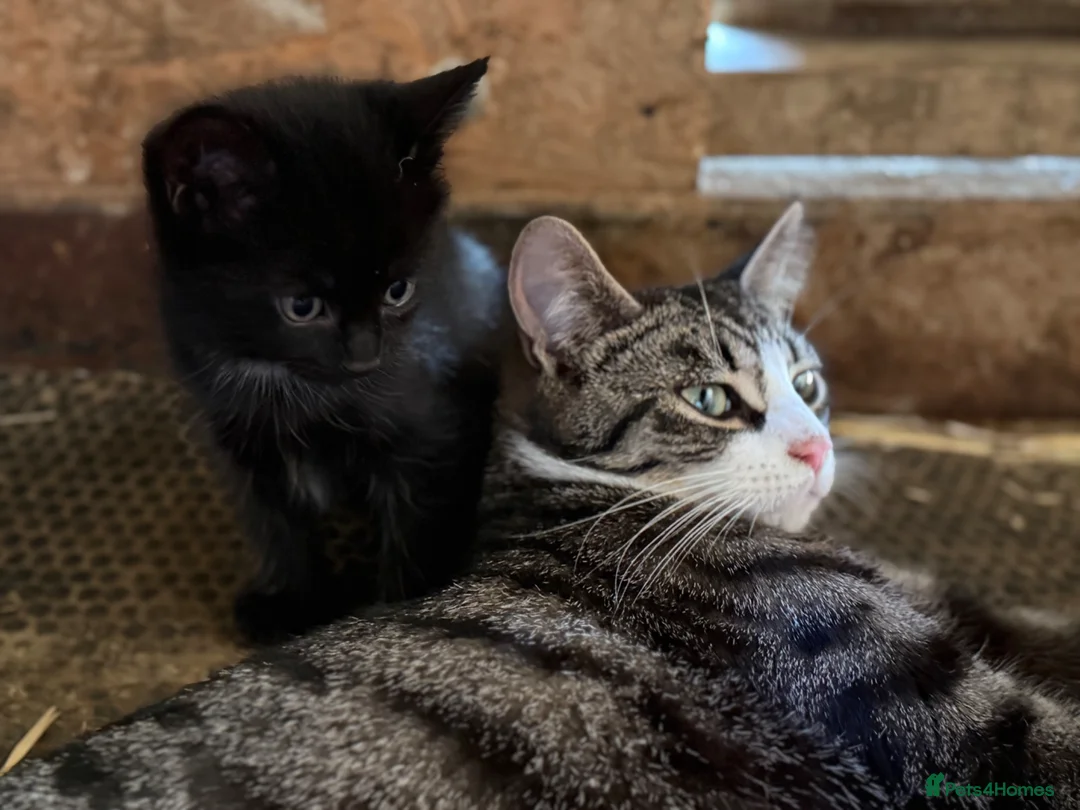 British Shorthair cats for sale: Kittens British shorthair x ragdoll  in Petersfield - Advert 14