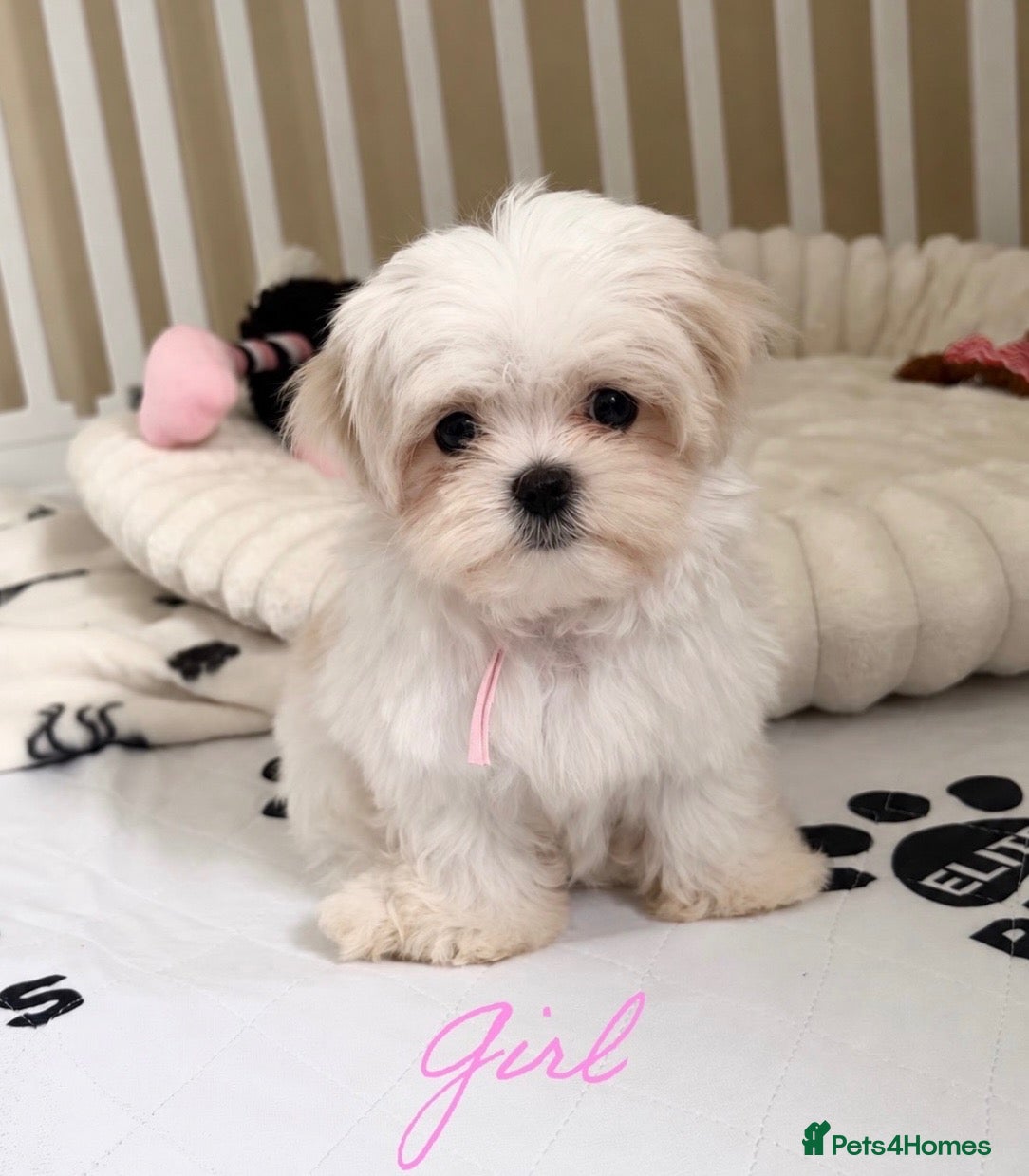 Maltese dogs 🐾kc Beautiful Maltese puppies DNA clear  🐾 - Advert 1