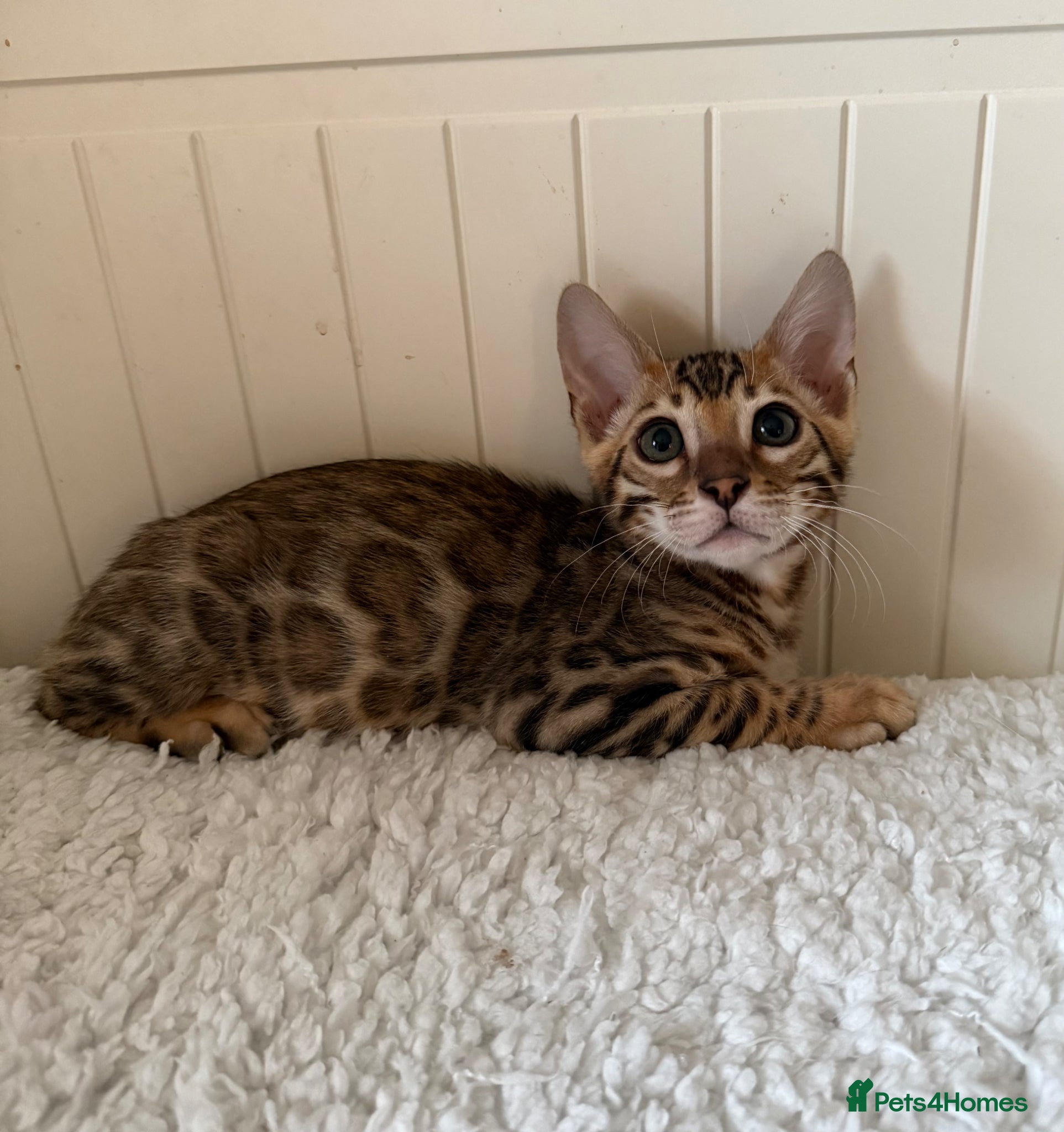 Bengal cats 🐆Adorable pedigree bengal kittens🐆 - Advert 1