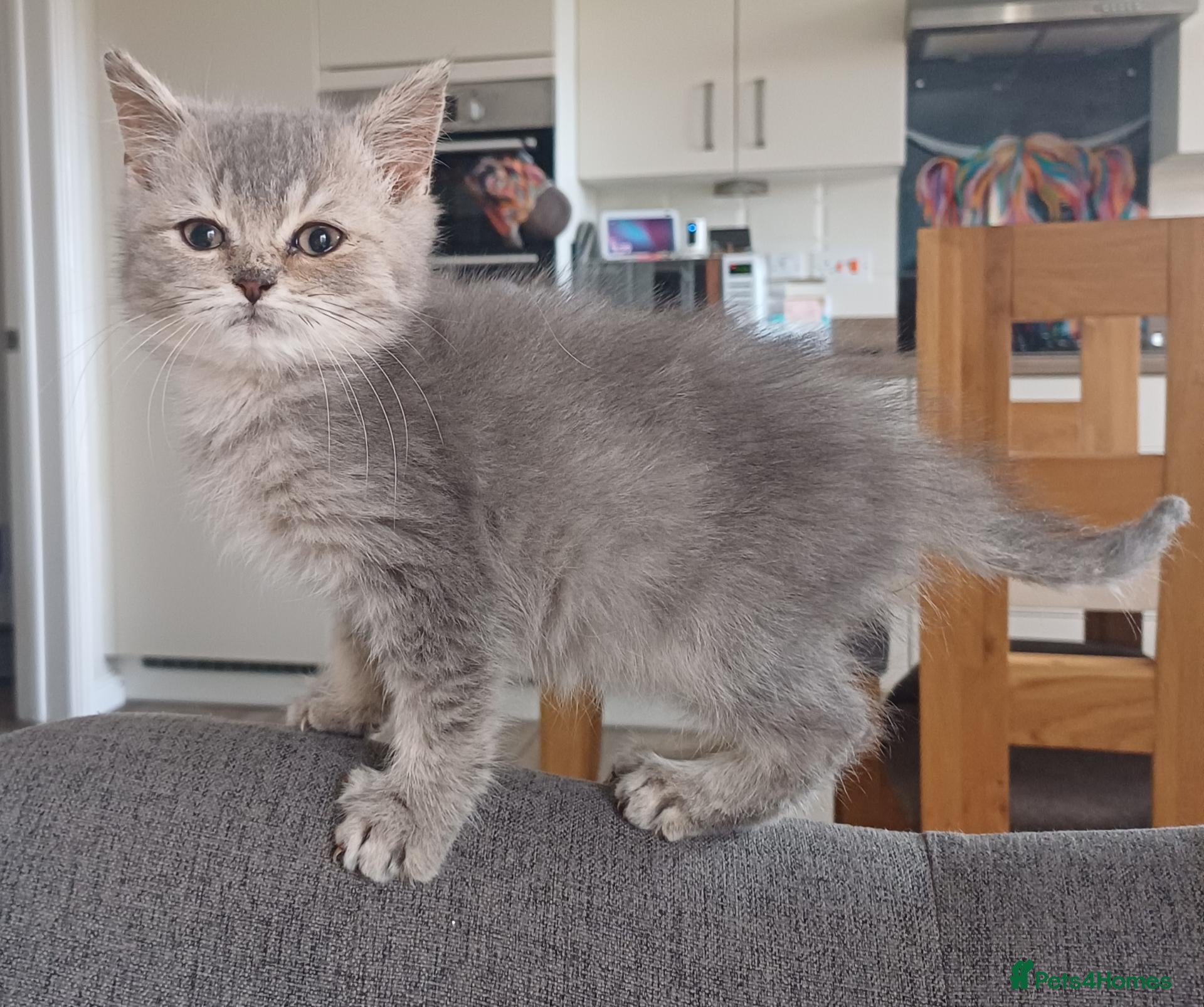 British Shorthair cats Loving, pretty Scottish Straight kittens  - Advert 1