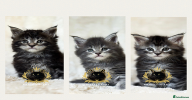Maine Coon cats - Advert 4