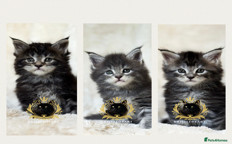 Maine Coon cats - Advert 7
