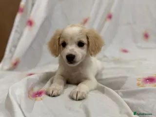 Mixed Breed dogs Maltese cross jackrussel puppies for sale - Advert 1
