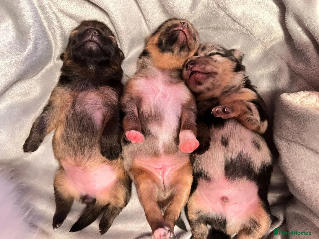 Pomeranian dogs for stud: 💚 RUSSIAN CHOC MERLE 🧸BEAR POM CARRY LILAC/TAN💚 in Romford - Advert 21