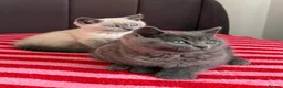British Shorthair cats for sale: Two gorgeous BSH little ladies available now.  - Advert 5