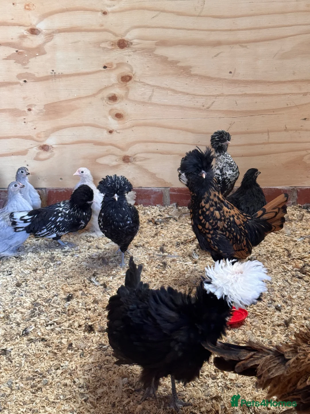 Chickens poultry for sale: # Beautiful Bantams, Pekins & Polish, 4 Months Old - Advert 1