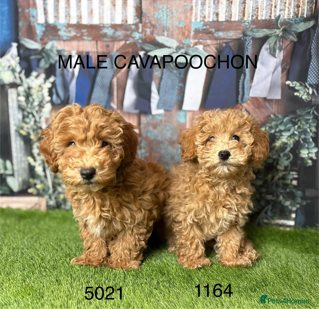 Cavapoochon dogs for sale: Stunning Cavapoochon puppies  in Burnley - Advert 1