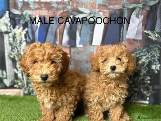 Cavapoochon dogs for sale: Stunning Cavapoochon puppies - Advert 2