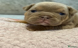 English Bulldog dogs for sale: English Bulldog puppies for sale KC registered  - Image 18
