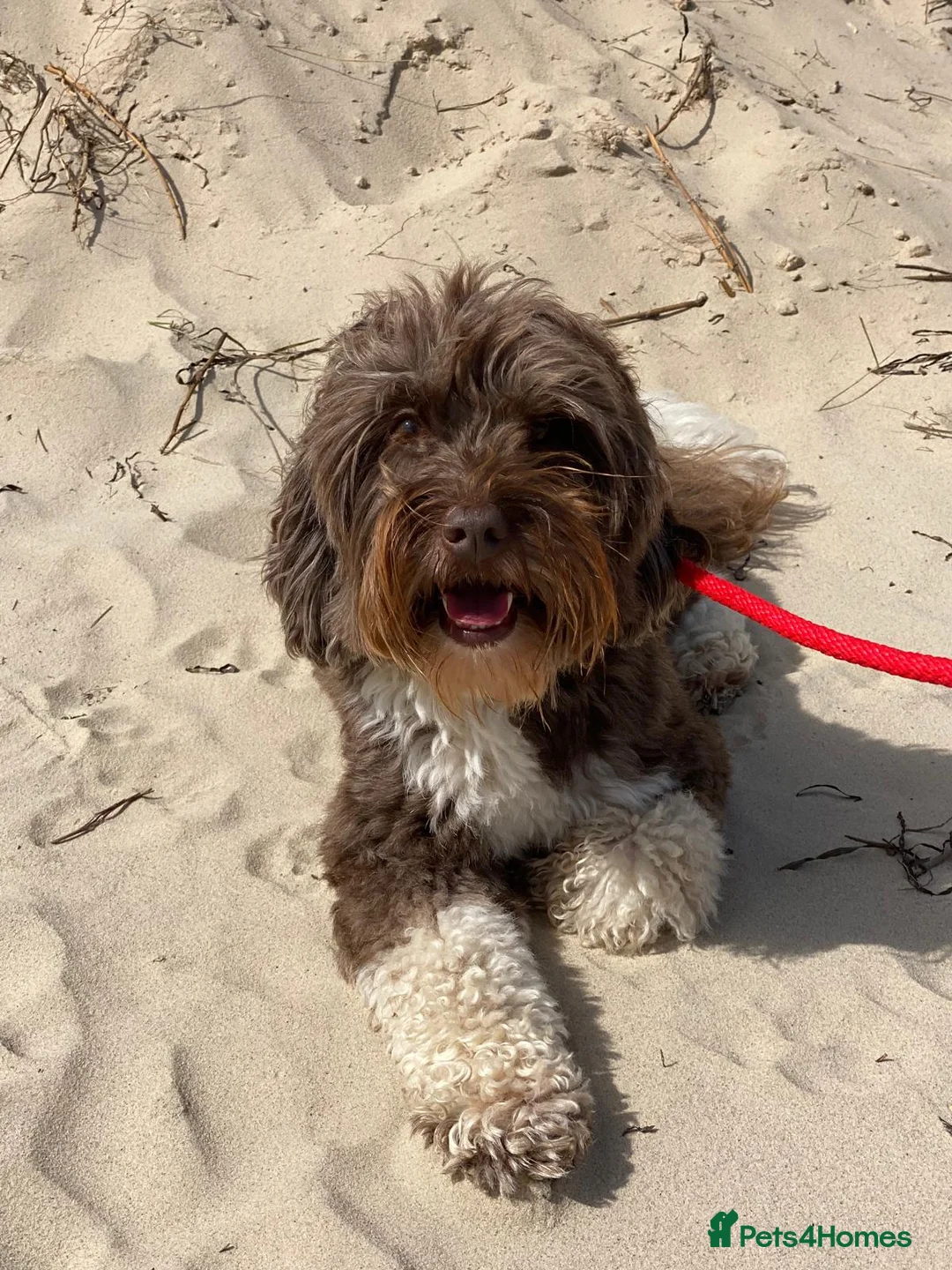 Australian Labradoodle dogs for stud: Proven Miniature Australian Labradoodle Stud  - Advert 3