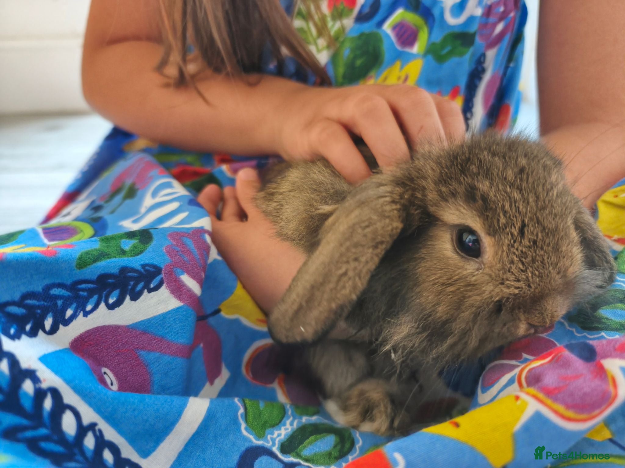 Mini Lop rabbits 1 Fawn Girl & 1 Grey Boy Ready Now 💙💖 - Advert 2