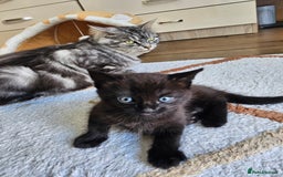Mixed Breed cats for sale: Mixed breed kitten - Image 3