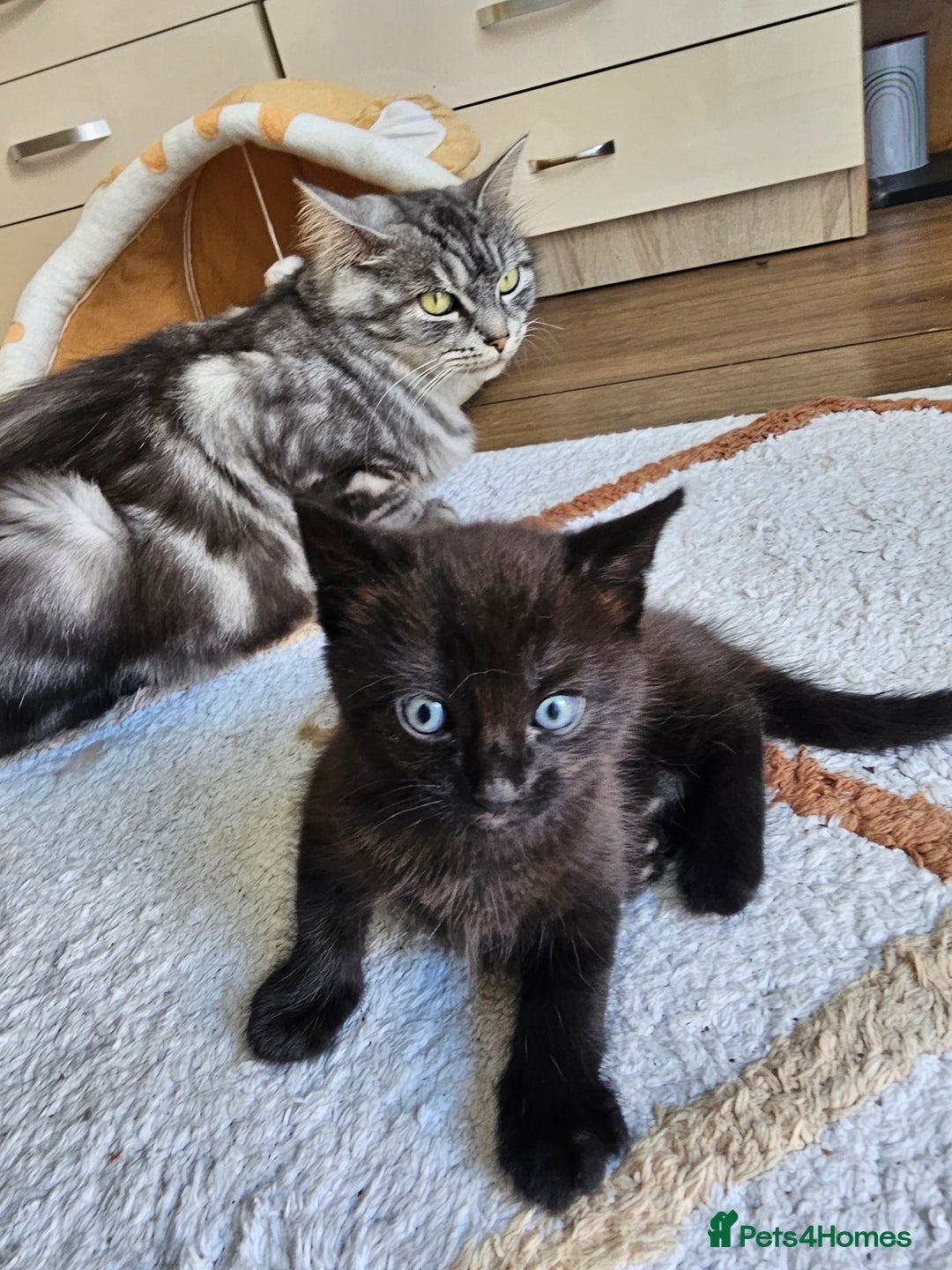 Mixed Breed cats for sale: Mixed breed kitten - Image 3