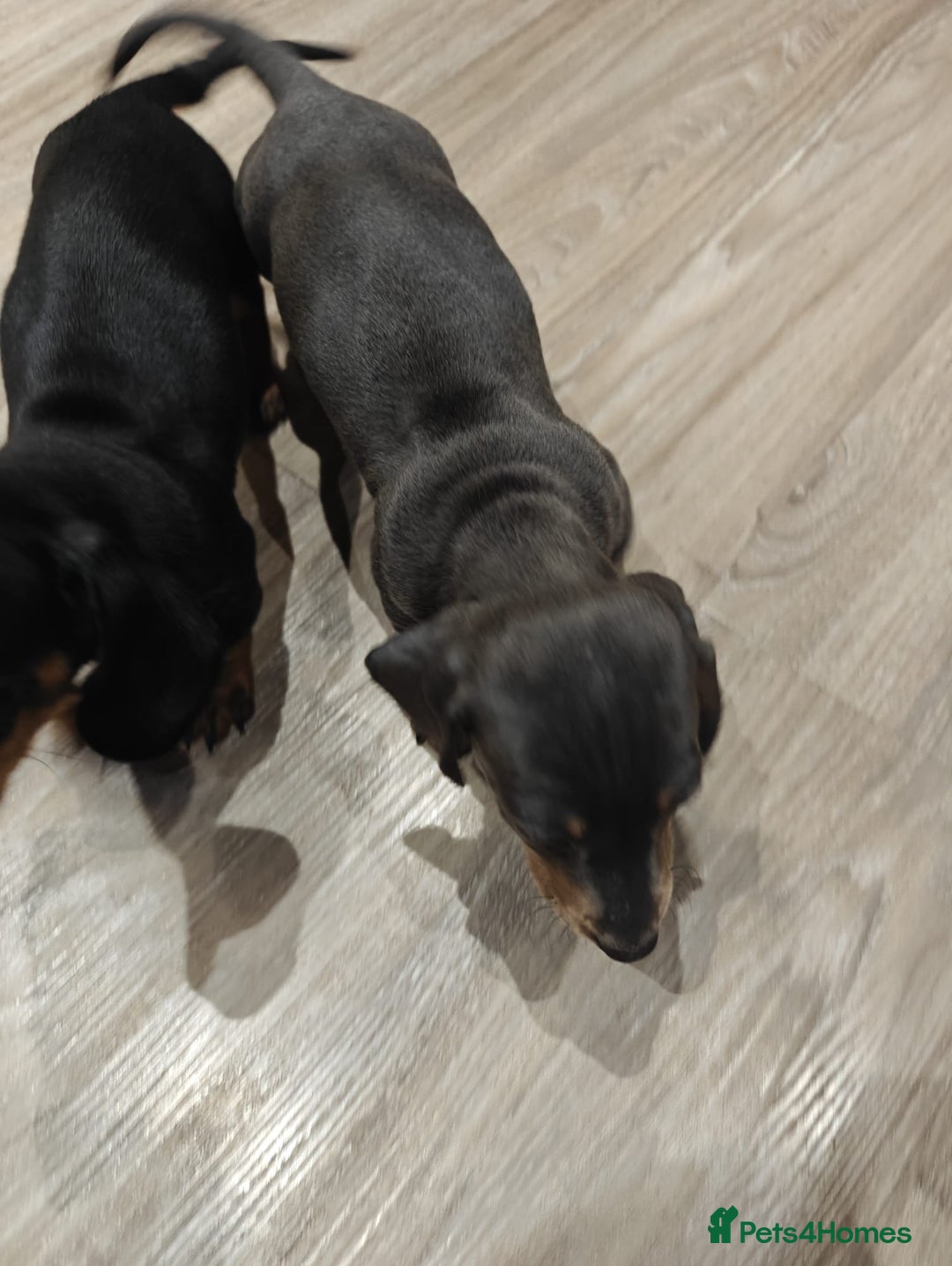 Miniature Dachshund dogs for sale: KC Miniature Shorthaired Dachshund puppy - Advert 2