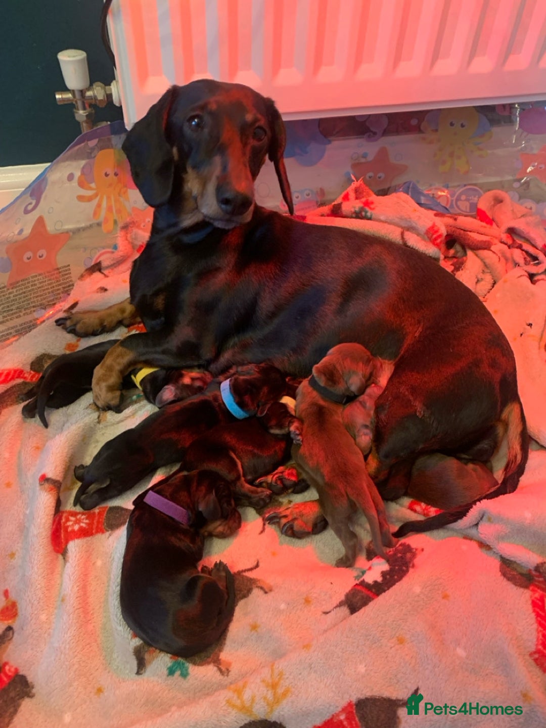 Miniature Dachshund dogs for sale: LAST ONE LEFT Miniature Dachshunds KC Registered in Pershore - Image 12