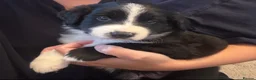 Mixed Breed dogs for sale: Outstanding Bordernese puppies ready this weekend - Advert 4